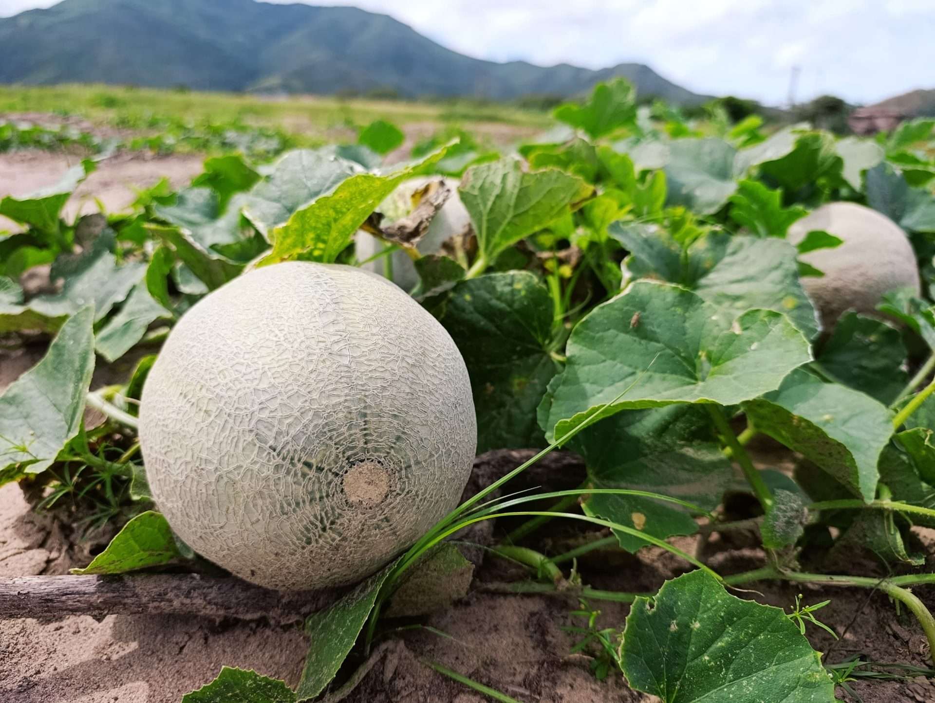 Cuatro consejos campesinos impulsan cultivos en Paraguachí