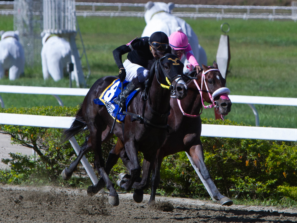 Star White y Búnker en duelo inicial