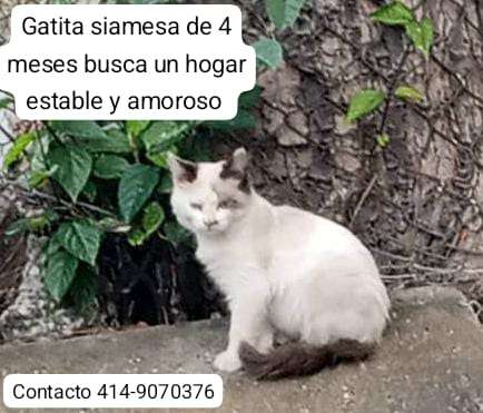 Cartelera de adopciones - Últimas Noticias