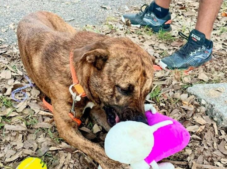El perrito viral por "robar" un peluche, ya tiene familia y redes sociales