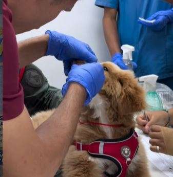 En Base de Misiones en La Candelaria atendieron a mascotas