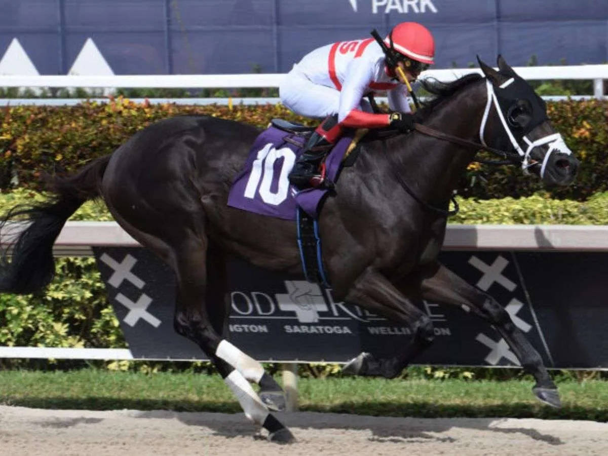 Bentornato está listo para la Dubai Golden Shaheen
