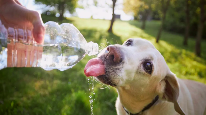 Recomendaciones para cuidar a nuestros peludos frente al calor