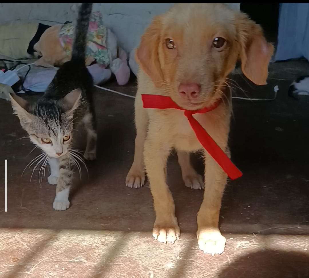 📌Cartelera de adopciones - Últimas Noticias