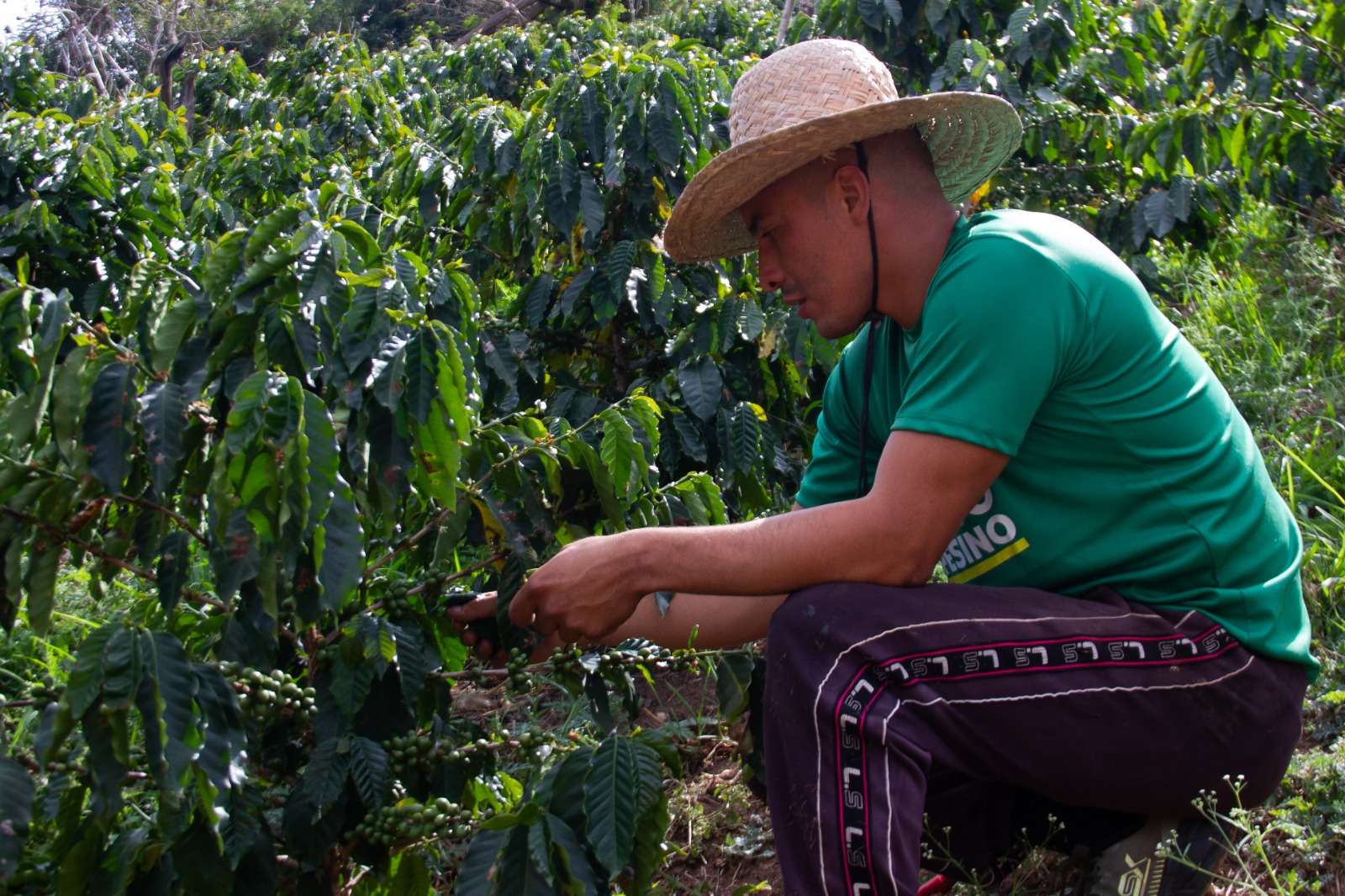 En las tierras de Coche producen el café La Rinconada
