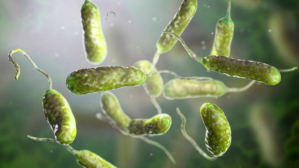 Descubren bacteria que acelera el deterioro cognitivo