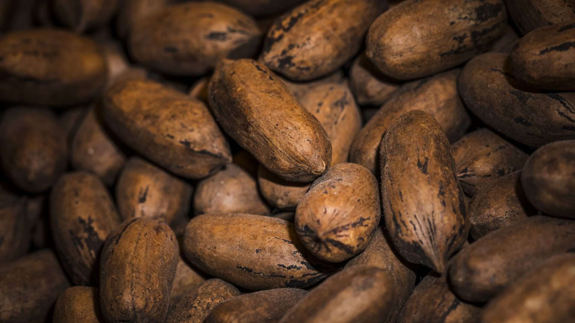 Productores de cacao en Venezuela en crisis por caída del precio