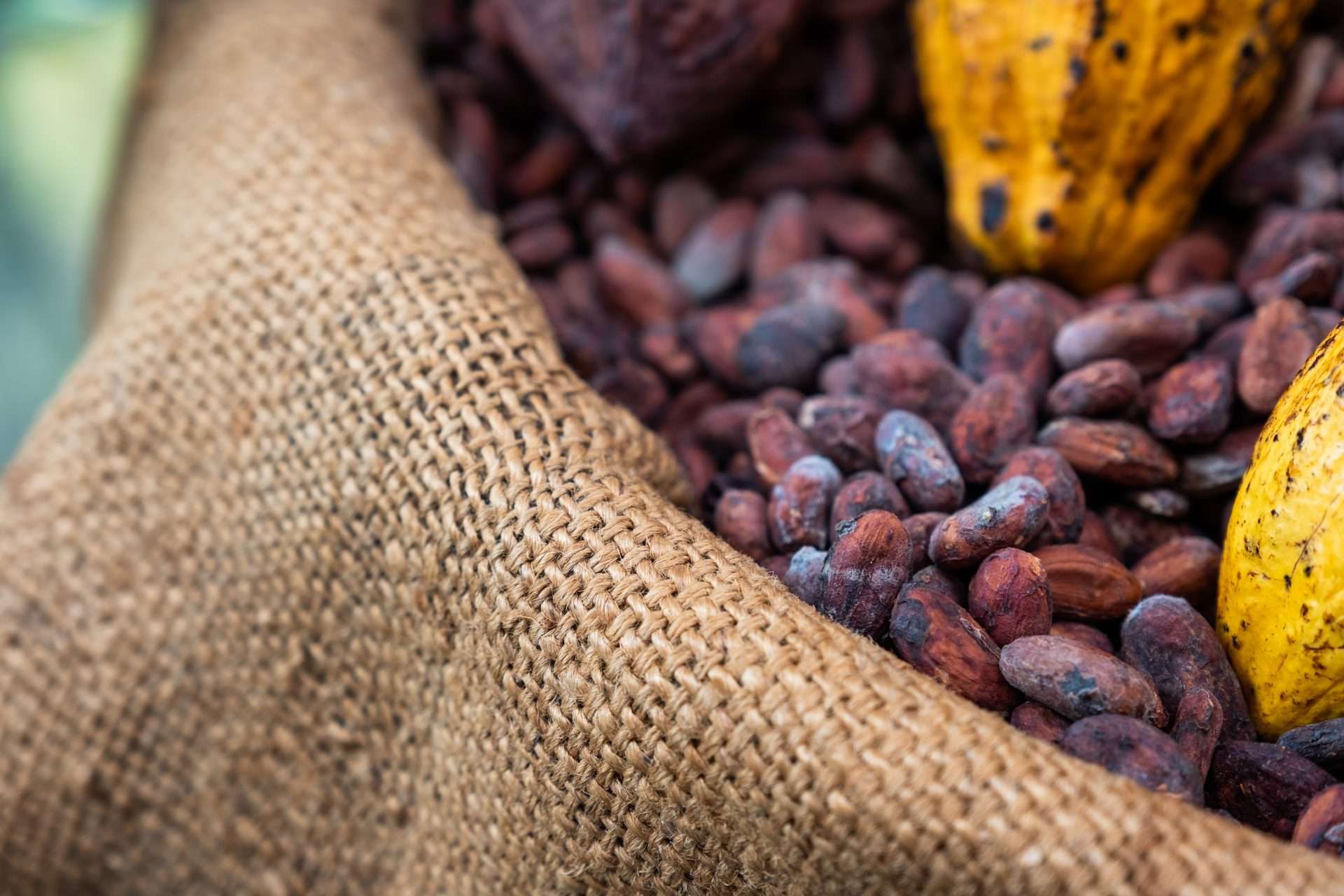Precios del cacao abren la semana por debajo de los 3.000 dólares
