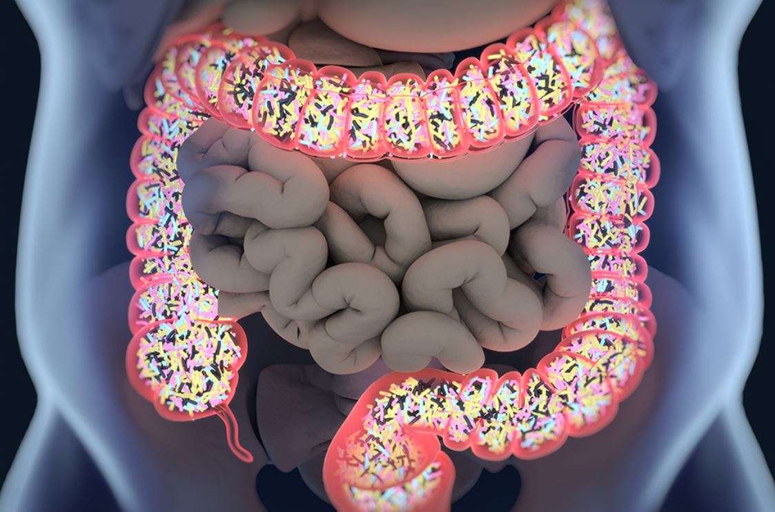 Microbioma intestinal envejecido podría contribuir al deterioro cognitivo