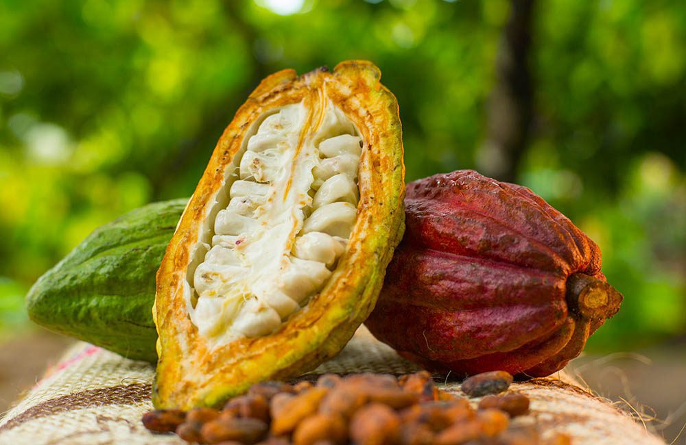 Ministerio de Ciencia y Tecnología impulsa plan científico- tecnológico para la producción de cacao