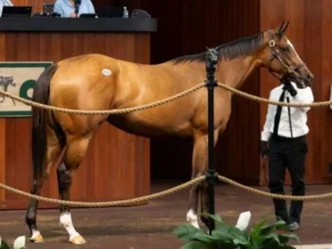 Hijo de Flightline subastado en récord por $ 10,5 millones