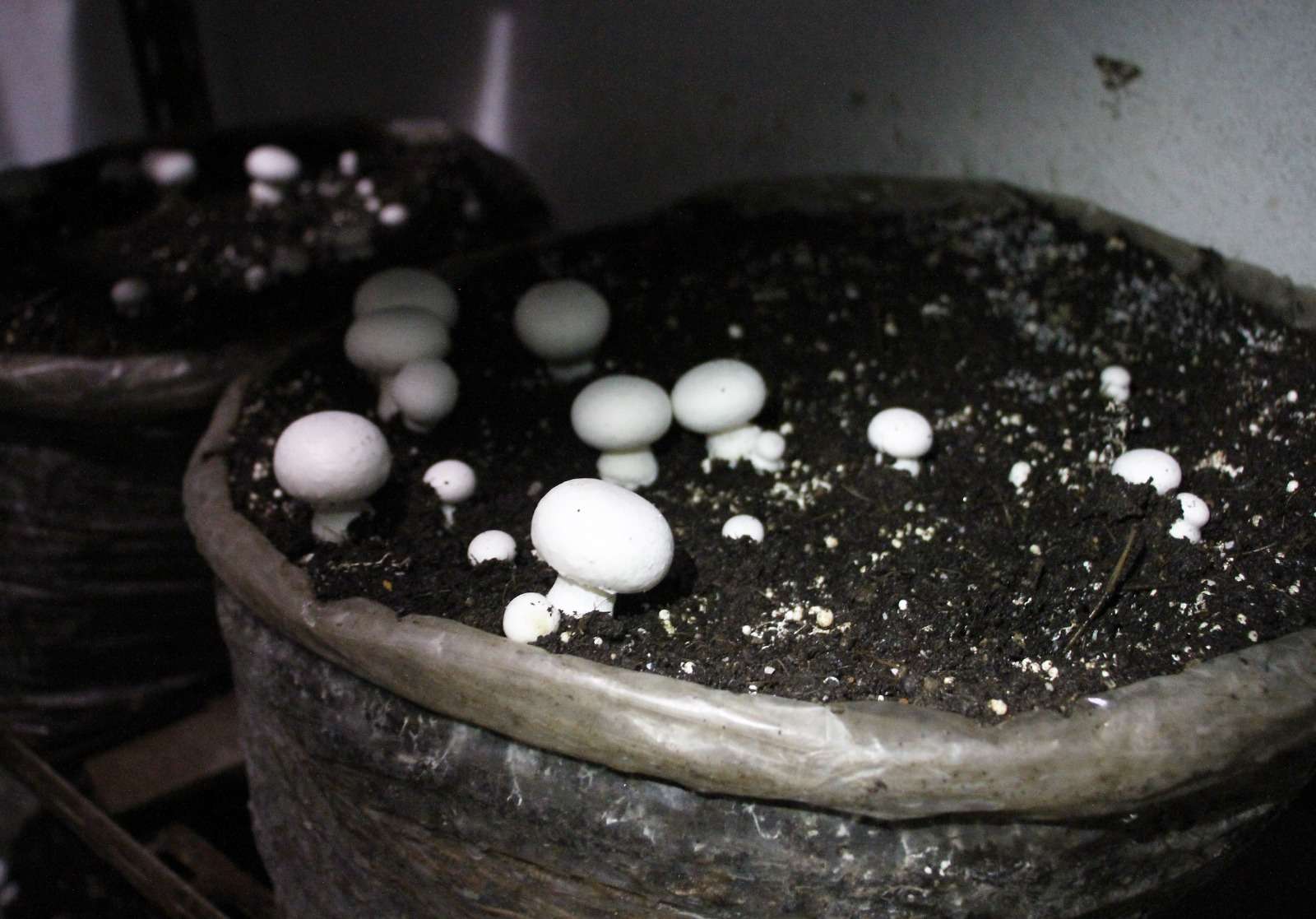 En El Junquito cultivan 150 kilos de champiñón cada mes