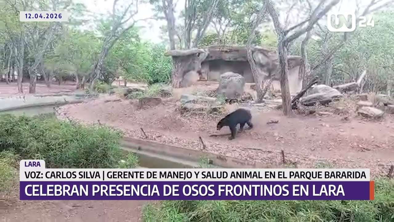 Celebran presencia de los osos frontinos en parque Terepaima