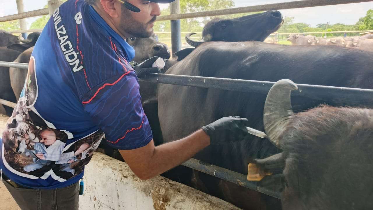 Portuguesa prevé vacunar contra aftosa a 90% del rebaño bovino y bufalino