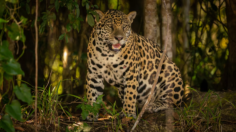 por qué es un pilar de la vida en la Tierra y cuáles son las alertas de su degradación