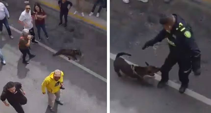 Policía mató a un perrito que defendía a su dueño durante su detención