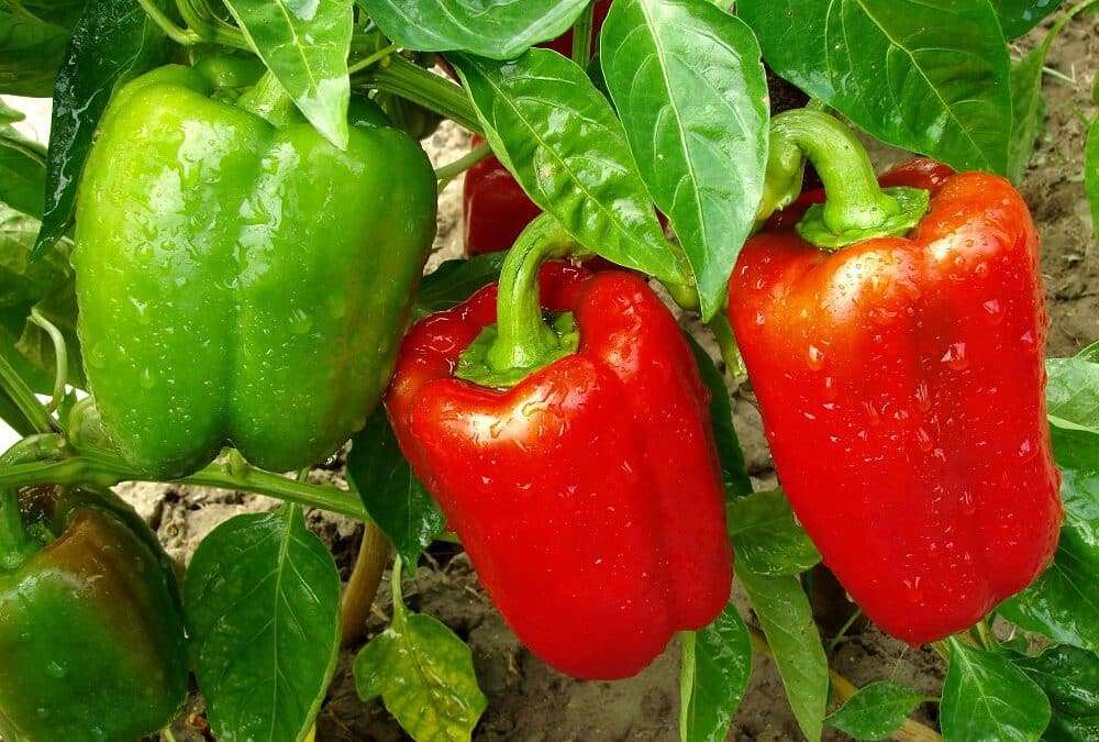Truco campesino - Últimas Noticias