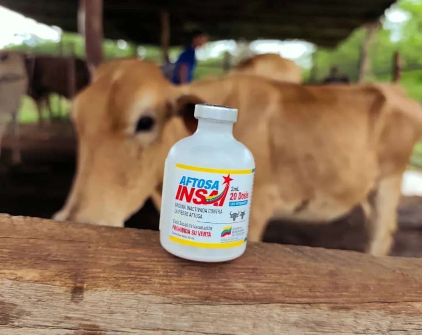 Venezuela inicia primer ciclo de vacunación contra la fiebre aftosa