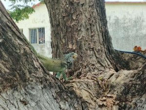 En Cojedes construyen reservorio comunitario para la protección de iguanas