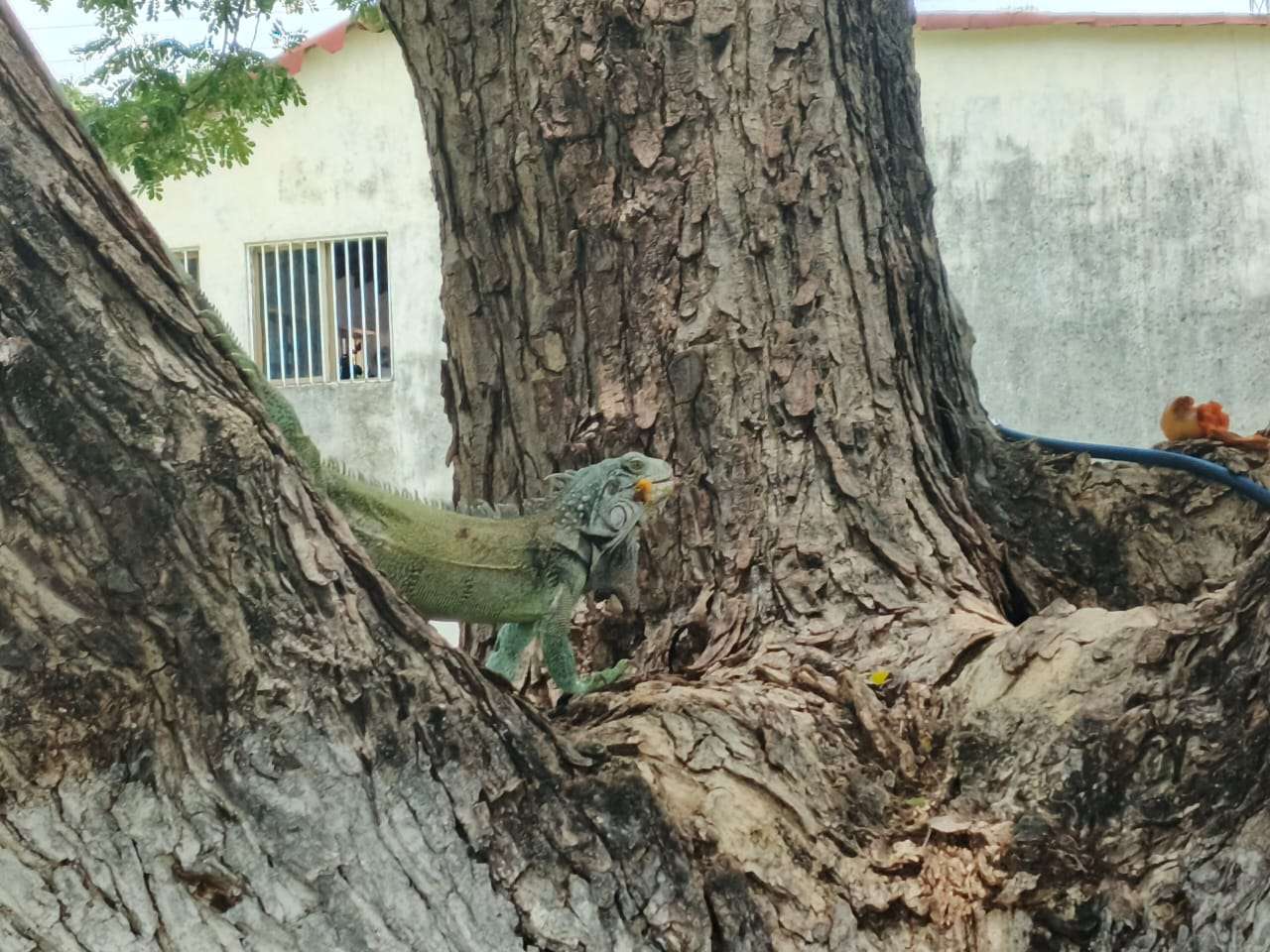 En Cojedes construyen reservorio comunitario para la protección de iguanas