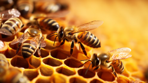 Cómo las abejas perciben la presencia de virus en sus alimentos, según un estudio
