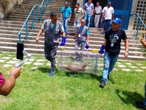 Rescatan una baba en terrenos de la Universidad Simón Bolívar