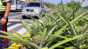 Jardines de las avenidas en La Guaira ya producen más de 100.000 piñas