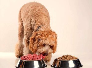 La comida casera puede brindar grandes beneficios a perros y gatos