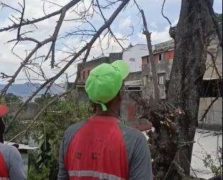 Podan árbol que ponía en riesgo a vecinos de La Pastora en Caracas