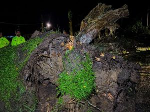 Despliegan cuadrillas en Tucupita tras lluvias y ráfagas de viento