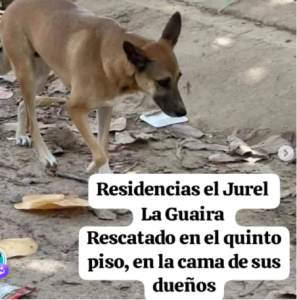 Consulta aquí las diferentes listas de mascotas desaparecidas 🐾🐾