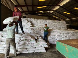 Monagas inicia siembra de maíz amarillo con la entrega de insumos