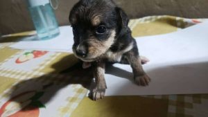 📎Cartelera de adopciones 🐈🐕 – Últimas Noticias