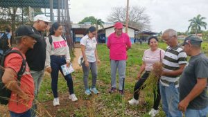 Con 300 plantas de plátano activan la producción escolar en Monagas