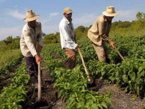Ejecutivo ha distribuido más de 150.000 t de urea para el agro nacional