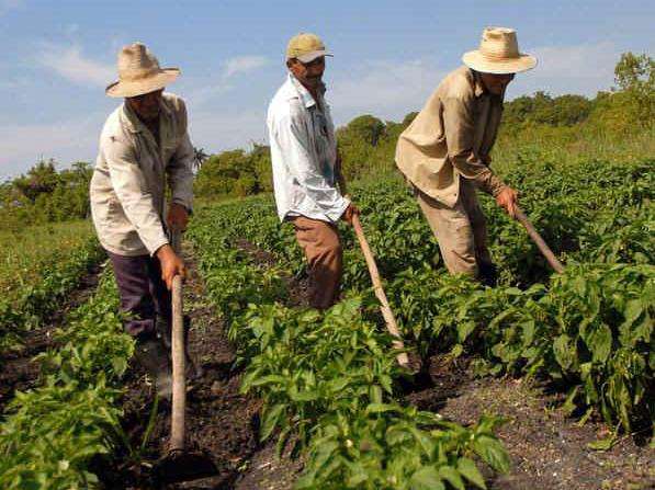 Ejecutivo ha distribuido más de 150.000 t de urea para el agro nacional