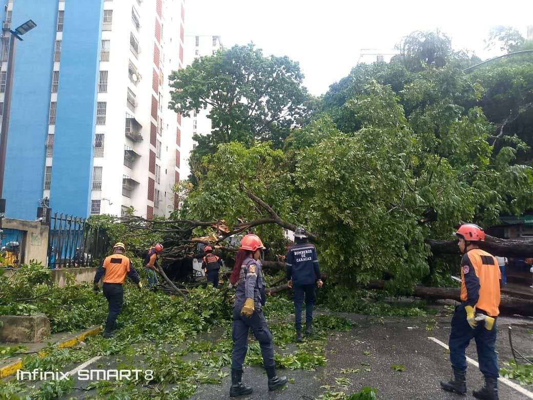 Aguaceros derribaron árboles en la capital