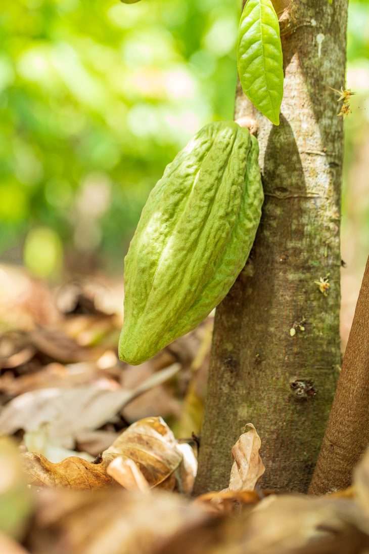 ¿Qué dice la normativa del cacao que se discute en el parlamento?