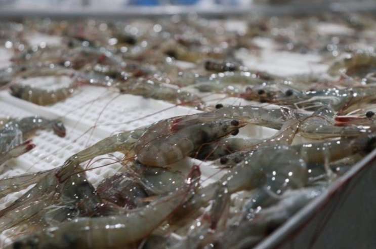 Insopesca activa reordenamiento de la zafra de camarón en cuatro estados