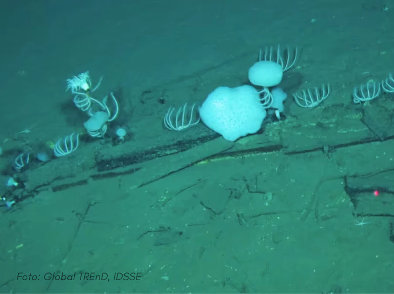 Descubren el mayor cementerio de ballenas del mundo, podría albergar más de 10 millones de esqueletos
