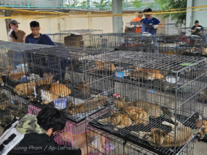 Del horror al hogar: decenas de gatos robados regresan con sus familias tras histórico rescate en Vietnam