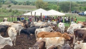 Monagas estima vacunar a 400.000 animales contra la fiebre aftosa