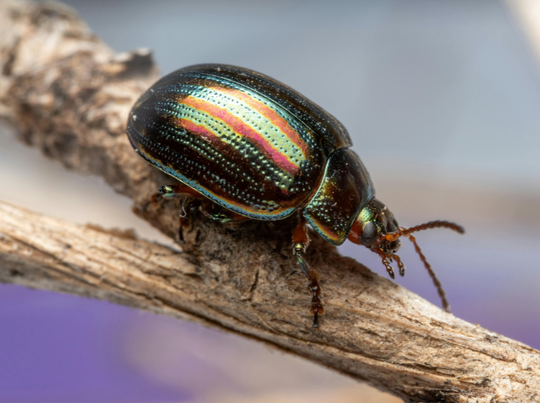 ¿Los insectos sienten dolor? - Últimas Noticias
