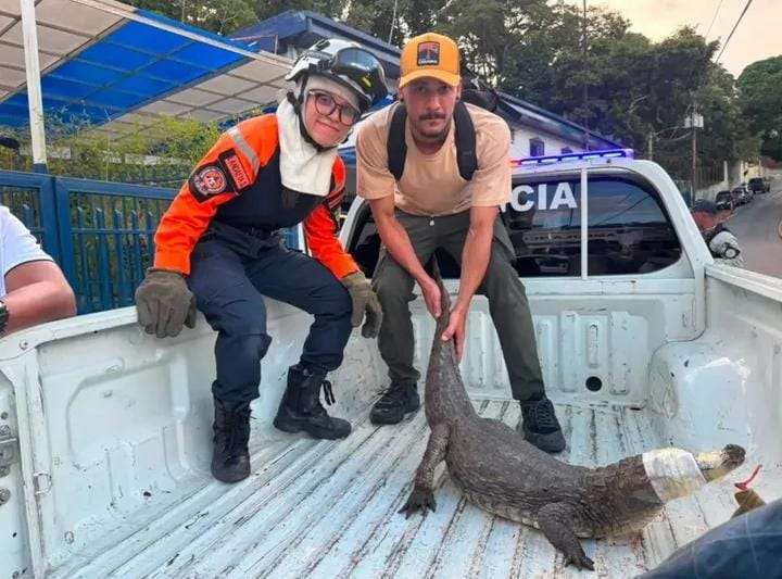 Rescatan a una baba de metro y medio en La Lagunita
