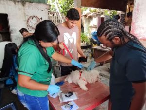 Proyectan vacunar contra la rabia al 90% de perros y gatos en Yaracuy