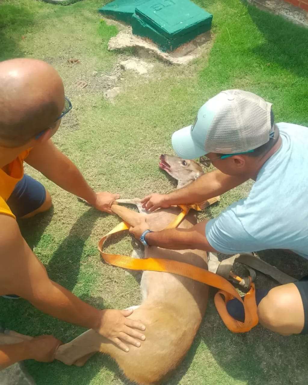 Vecinos salvan a venado caramerudo de cazadores furtivos en Puerto La Cruz