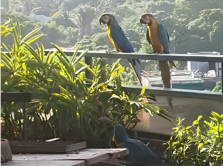 Esperanza, la pichón de guacamaya que sobrevivió al terremoto y espera volver con sus padres