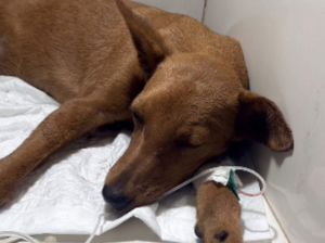 Invitan a concentración por justicia para la perrita Mariposa y contra el maltrato animal