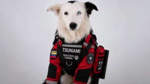 Lo que dijo el entrenador de Tsunami sobre la protección que utilizan para el famoso perro rescatista