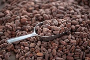 Productores de El Guapo donan cacao para apoyar tras terremotos